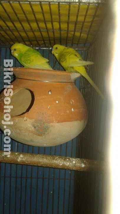 Full running green spangle budgriger pair pakhi